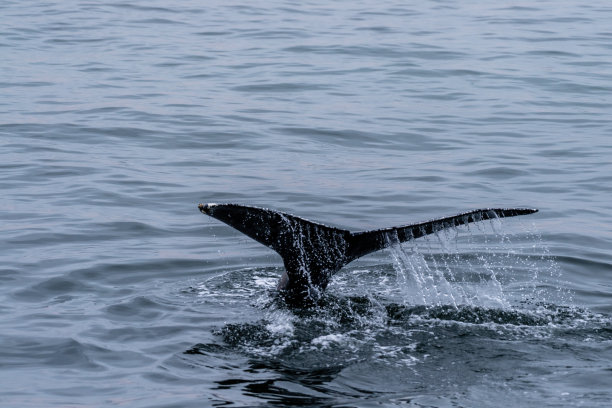 鲸鱼在沃尔维斯湾浮出水面图片下载