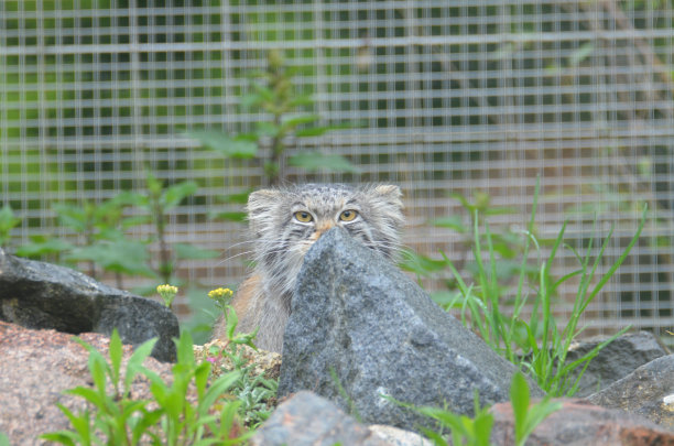 看是谁图片下载