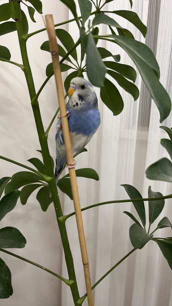 开朗，快乐和活跃的蓝色鹦鹉图片下载