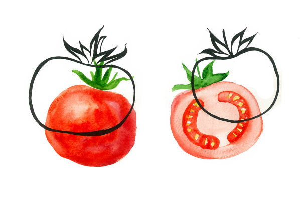 一组两张西红柿的图片。整块切成两半。黑色轮廓水彩画。图片下载