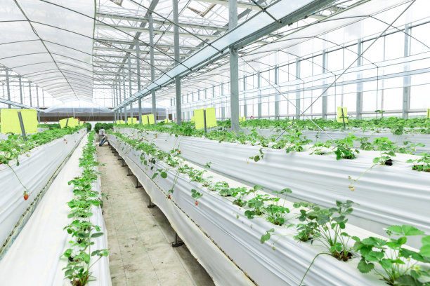 种植草莓的温室。图片下载