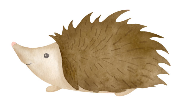 可爱的小刺猬在白色孤立的背景。手绘水彩野生森林动物插图婴儿淋浴贺卡或邀请。绘画为幼稚的设计。孩子素描图片下载