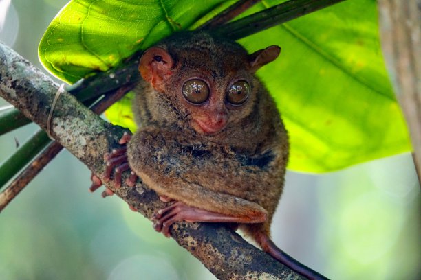 菲律宾薄荷岛的眼镜猴图片下载