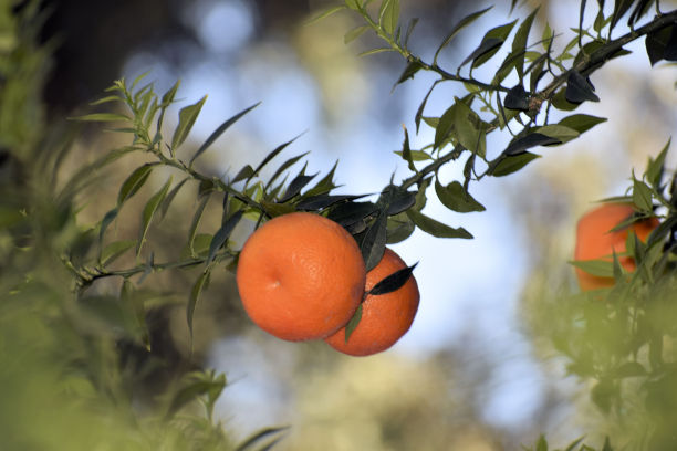 树枝上的桔子图片下载