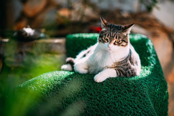 花园里的虎斑猫图片下载