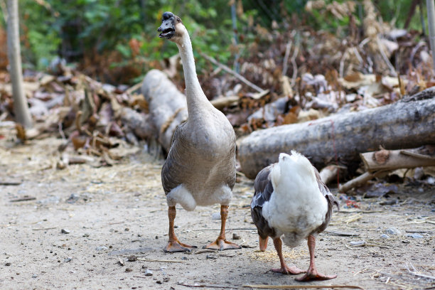 近身棕鹅在泰国农场行走图片下载
