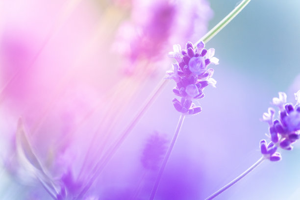 浅景深的盛开薰衣草丛特写。图片下载