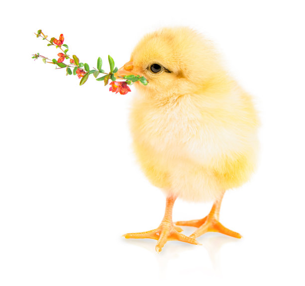 小鸡嘴里衔着开花的小树枝图片下载