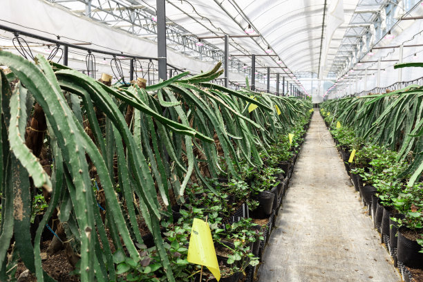 温室种植火龙果树图片下载