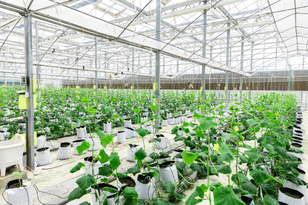 种植草莓的温室。图片下载