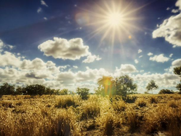 阳光照绿图片下载