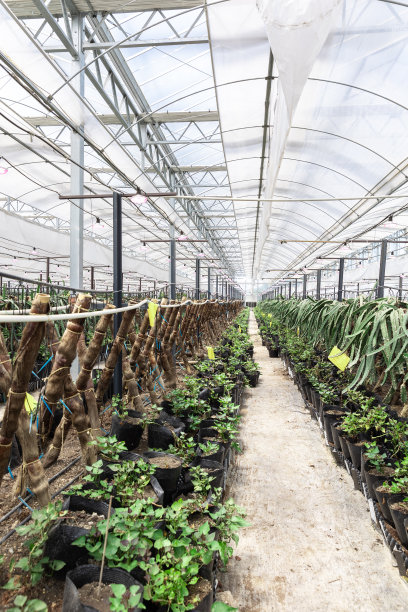 温室种植火龙果树图片下载