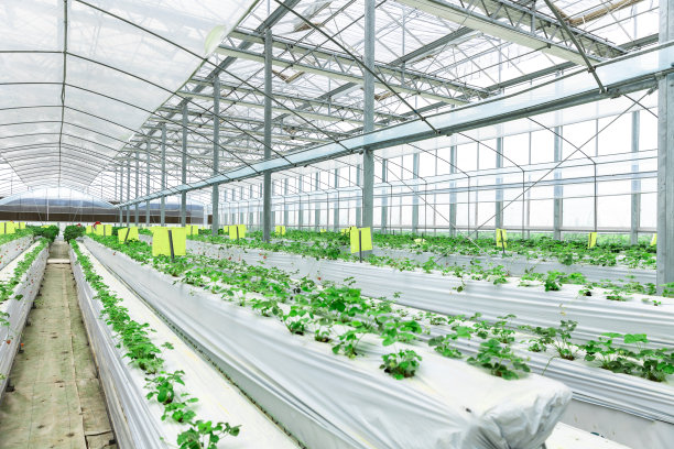 种植草莓的温室。图片下载