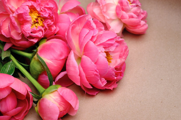 一束时尚的牡丹特写。粉红色的牡丹。花瓣特写。花贺卡或壁纸。精致的抽象花卉粉彩背景。卡片概念，复制文本空间图片下载