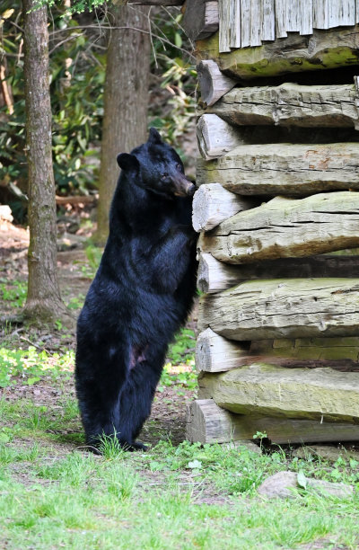 熊站在船舱旁图片下载