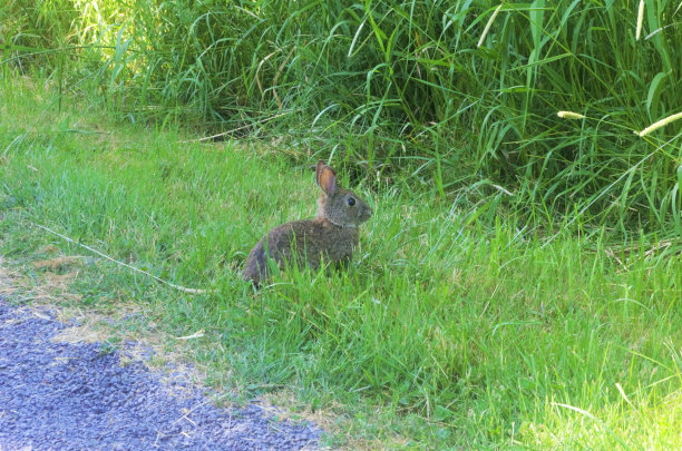 草地上一只棉尾兔的特写图片下载