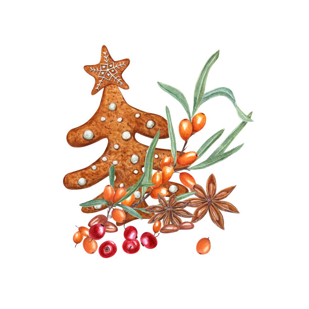 一套水彩圣诞姜饼云杉装饰与白色糖霜，八角茴香，红红的蔓越莓和橙色沙棘孤立在白色背景。圣诞卡和贺年卡图片下载