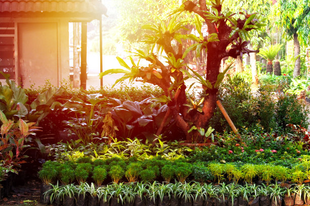 夏季园林、花盆装饰图片下载