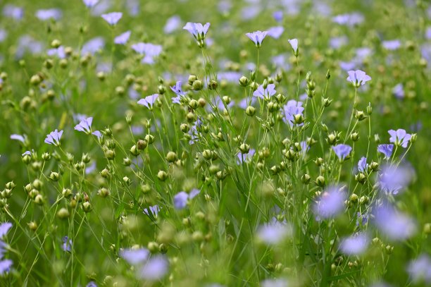 草甸亚麻图片下载