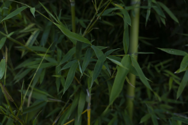 绿竹竿的背景图片下载