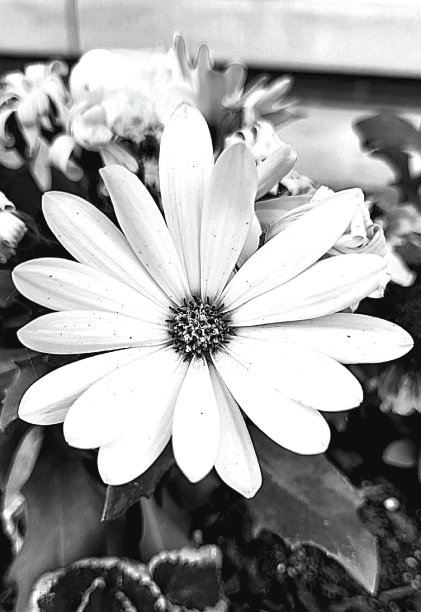 黑白雏菊图片下载