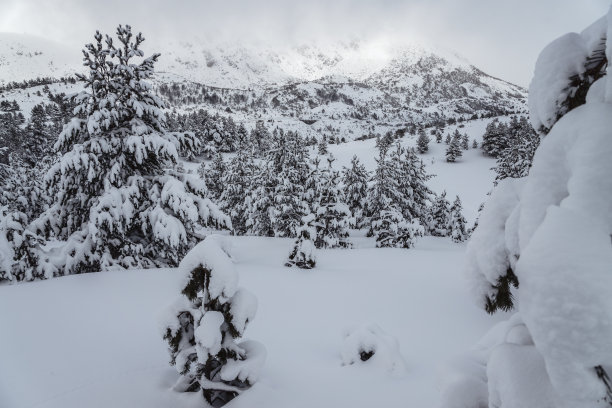 冬天在西班牙北部Riaño和Mampodre山脉的松树林中下雪。欧洲的山峰。图片下载