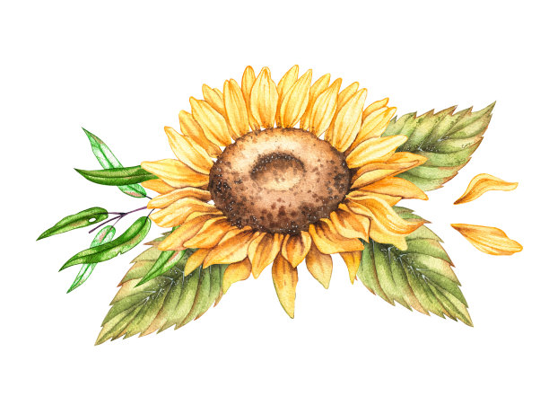 水彩向日葵花束孤立在白色图片下载
