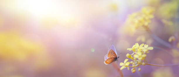 阳光明媚的草地上盛开着美丽的野生黄花。横幅。为文本和你的想法复制空间。细腻的光线柔和的图像。图片下载