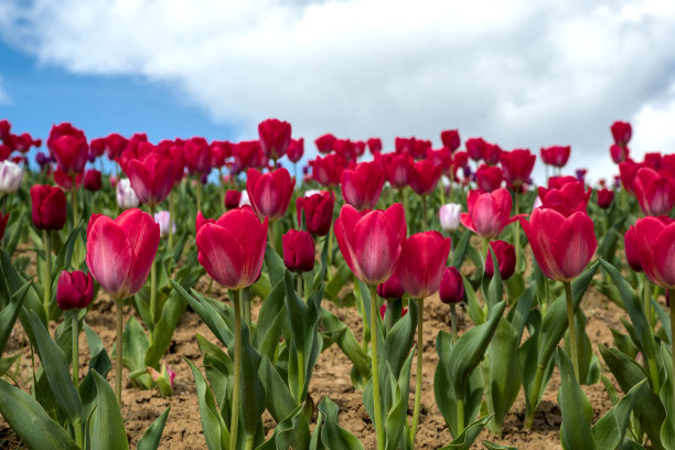 在公园的蓝天前，一大片五颜六色的郁金香图片下载