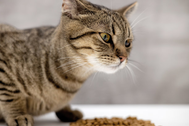 虎斑猫吃猫粮图片下载