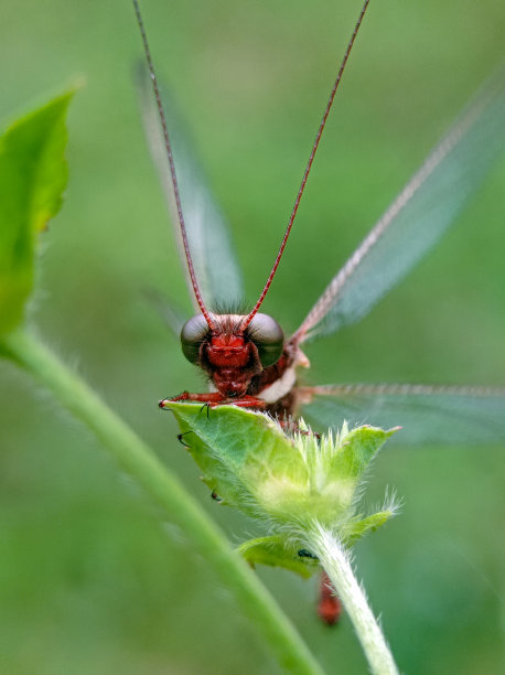猫头鹰的正面照片图片下载