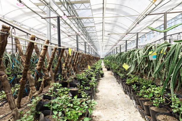 温室种植火龙果树图片下载