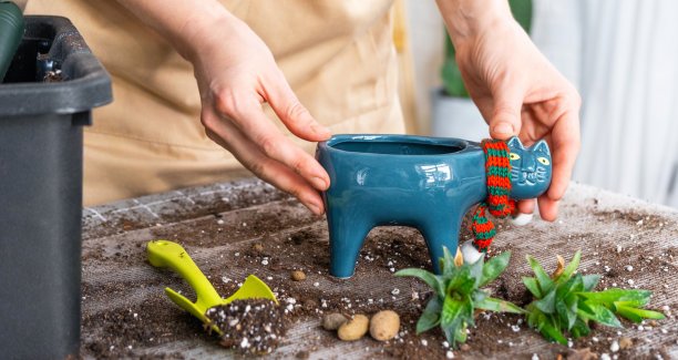 将一种多肉的家庭植物重新盆栽到猫形的新花盆中。照顾着一盆植物，一个女人的手在家里系着围裙在室内。图片下载