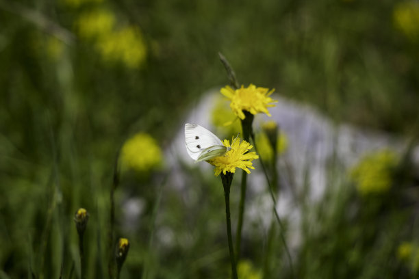 黄花上的蝴蝶图片下载