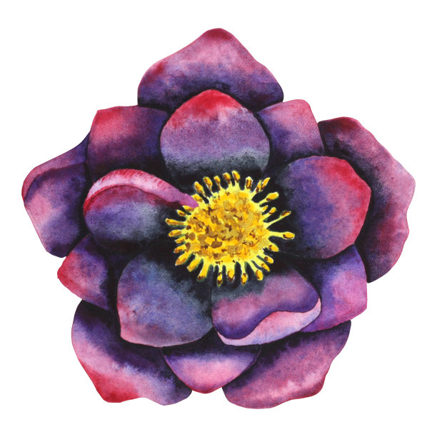藜芦黑色。水彩植物花在黑色和紫色。用于卡片、请柬、纺织品和纸制品的手绘艺术品图片下载