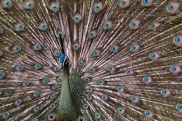 孔雀在拍动尾巴图片下载