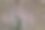 孔雀在拍动尾巴图片下载