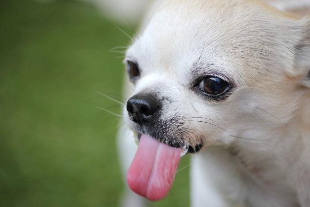 吉娃娃桑尼伸出舌头图片下载