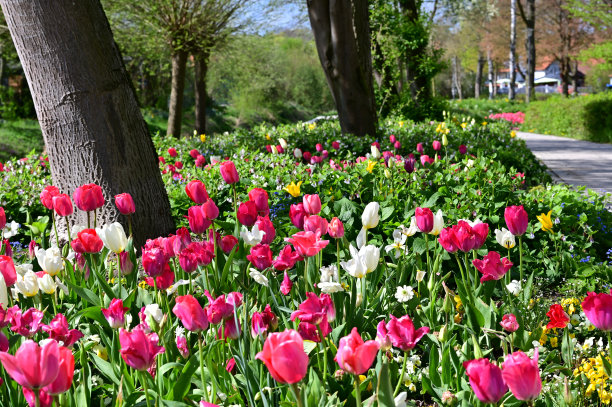在公园的蓝天前，一大片五颜六色的郁金香图片下载