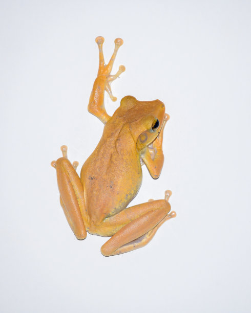 一只孤立的印度树蛙爬上白色墙壁的特写照片。图片下载