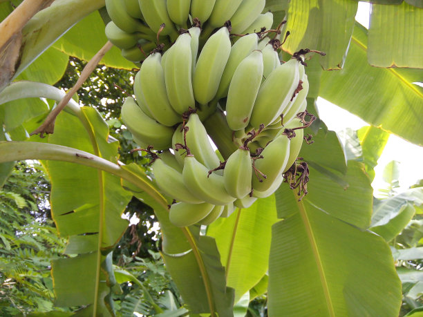 在花园里生栽培的香蕉果实。图片下载