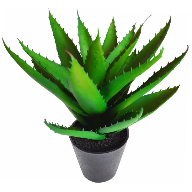 盆栽人工芦荟，白底分离。室内植物时尚的黑色花盆图片下载