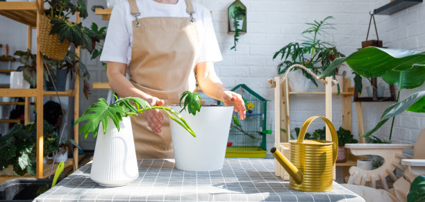 围着围裙的女人拿着一根室内植物的茎，在一个白色的花盆里种植，模拟模板。种植和爱护，温室图片下载