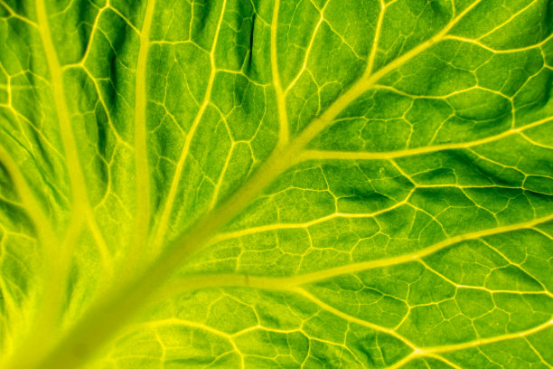 美丽的卷心菜叶，结构有趣图片下载