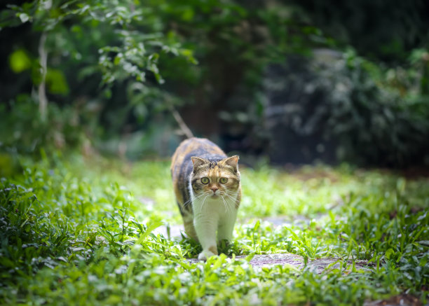 白色印花布三色猫在草坪上散步。苏格兰折耳猫看相机在绿色背景。有复制空间的白猫。图片下载