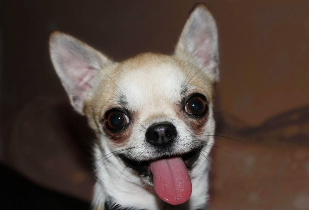 吉娃娃桑尼伸出舌头图片下载