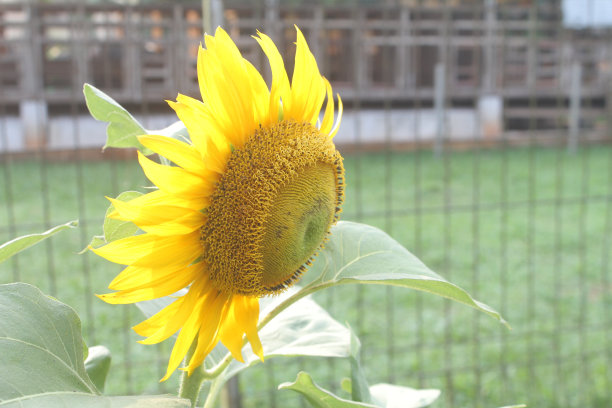 向日葵图片下载