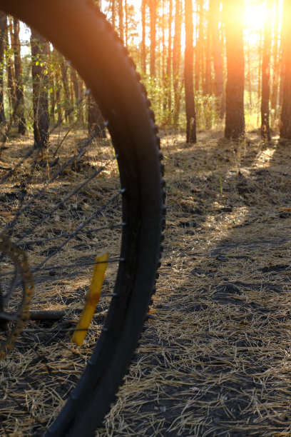 以松林和日落为背景的自行车车轮。图片下载