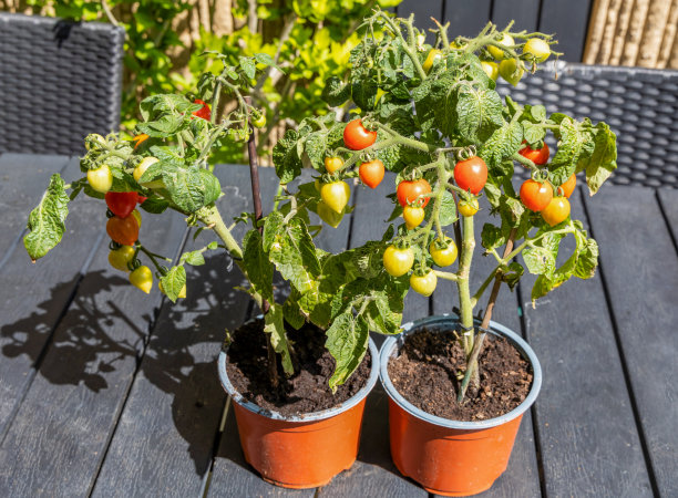 锅中未成熟的圣女果图片下载