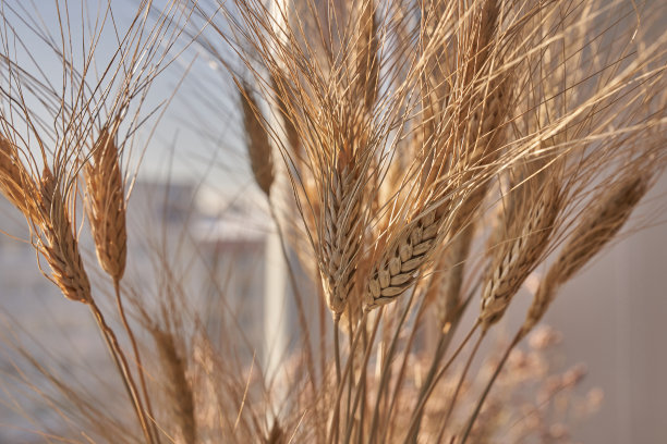 一束美丽的奶油色干草的特写。窗户柔和模糊的背景上的小麦。有选择性的重点。花卉家居装饰。高质量照片图片下载